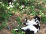 Cats Cats